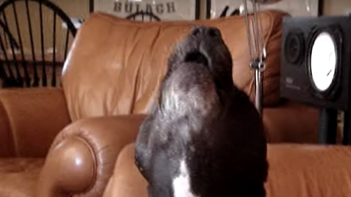 Ovo će vam uljepšati dan! Poslušajte kako zvuči raspjevani pit bull